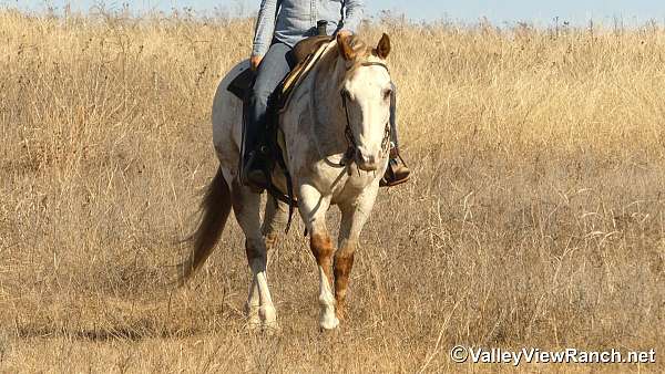 ranch-appaloosa-horse