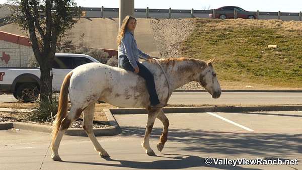 ranch-work-appaloosa-horse