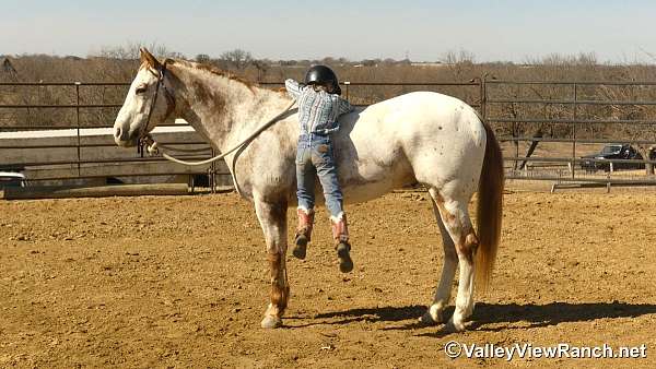 ranch-versatility-appaloosa-horse