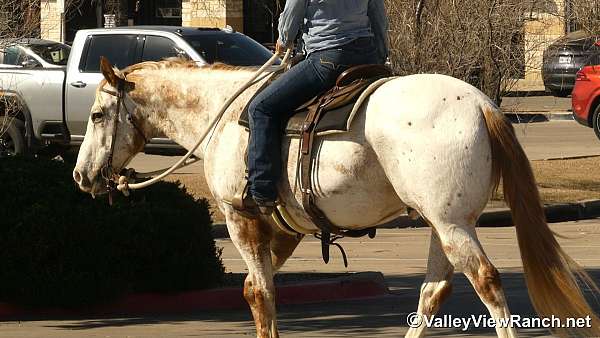 ridden-english-appaloosa-horse