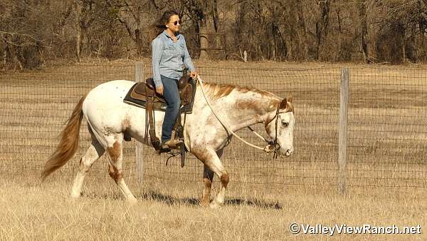 ridden-western-appaloosa-horse