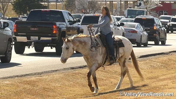trail-appaloosa-horse