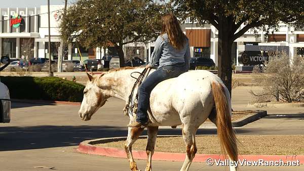 trail-riding-appaloosa-horse
