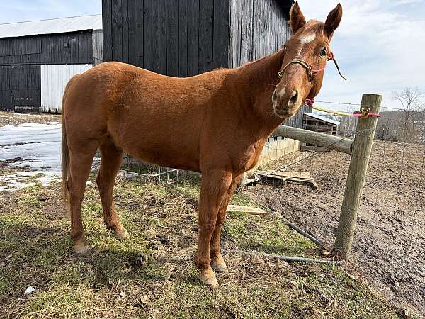 all-around-quarter-horse