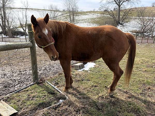 athletic-quarter-horse