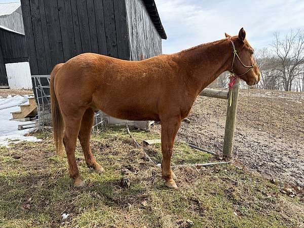 calf-roping-quarter-horse