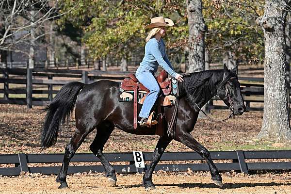 all-around-friesian-horse