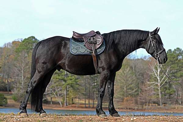 sport-horse-friesian