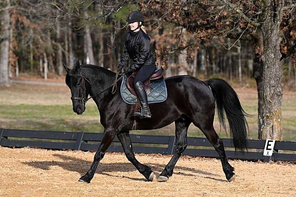 gelding-friesian-horse