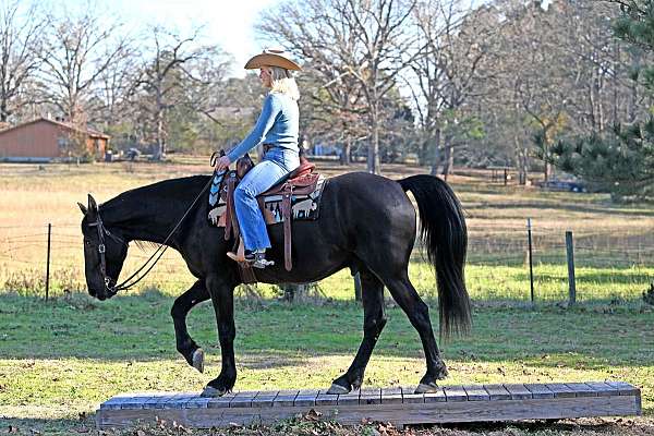 bombproof-friesian-horse