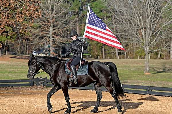 western-friesian-horse