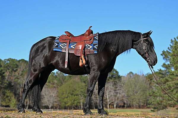 friesian-horse