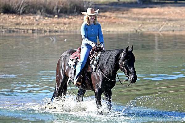 flashy-friesian-horse