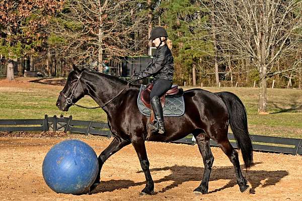 athletic-friesian-horse