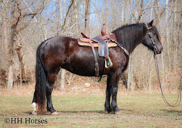 black-sho-horse