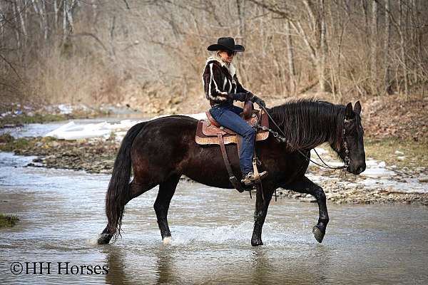 all-around-friesian-horse