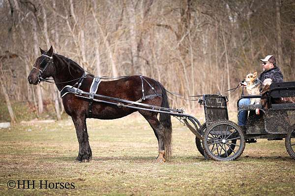athletic-friesian-horse