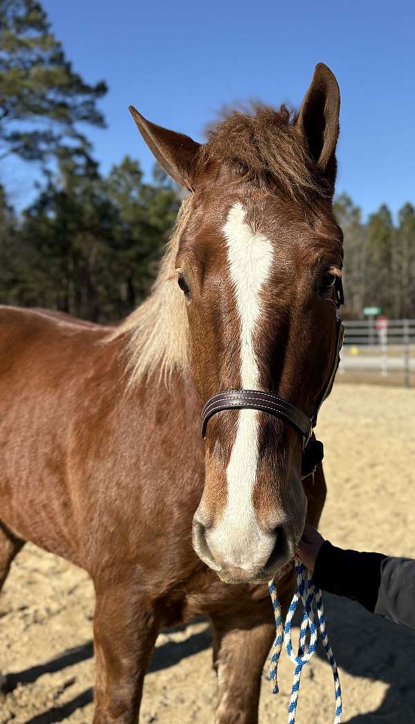 16-hand-belgian-gelding
