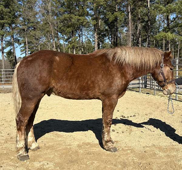 sorrel-gelding-for-sale
