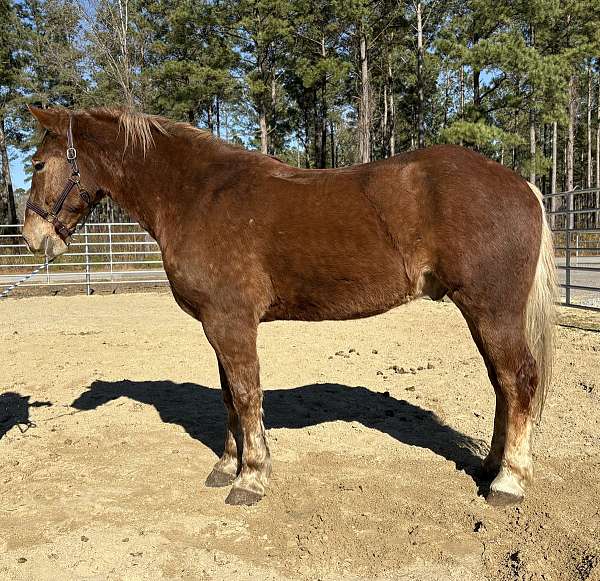 sorrel-belgian-gelding