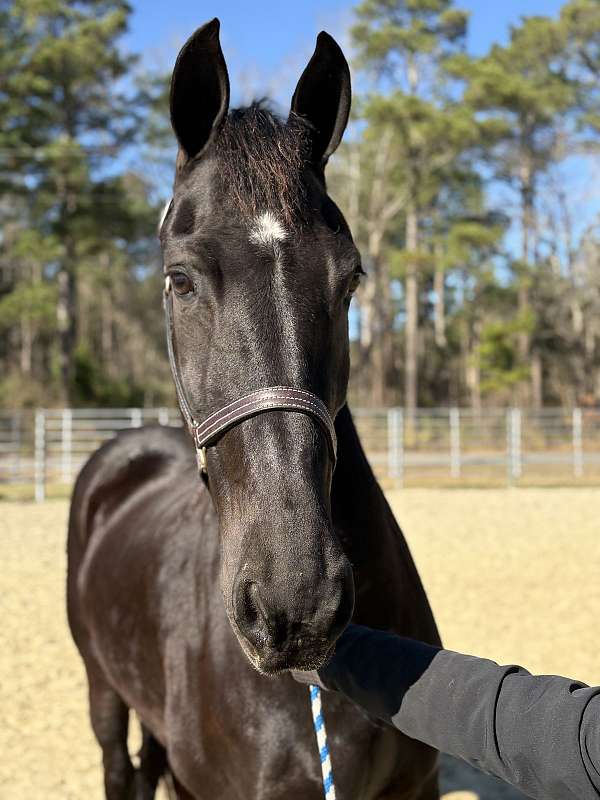 16-hand-friesian-mare