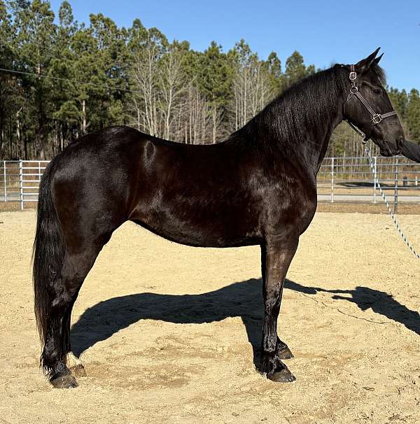 black-mare-for-sale