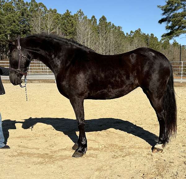 black-friesian-mare