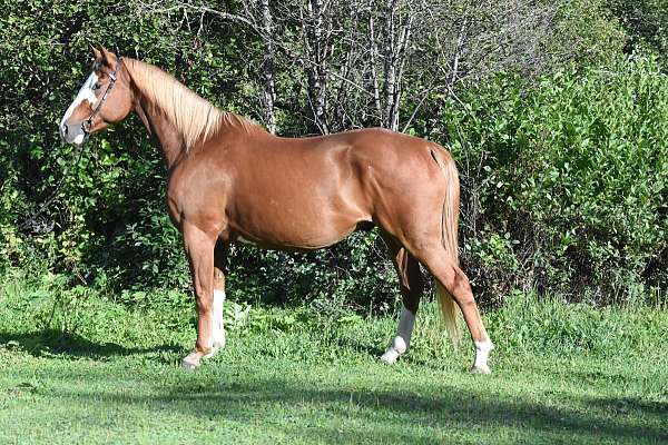 dots-on-rump-horse
