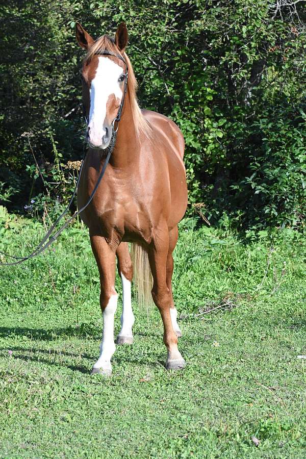 chestnut-overo-dots-on-rump-horse