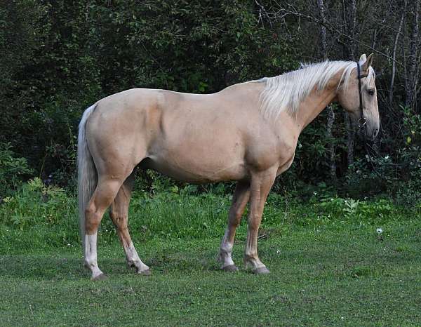 palomino-blaze-3-socks-horse