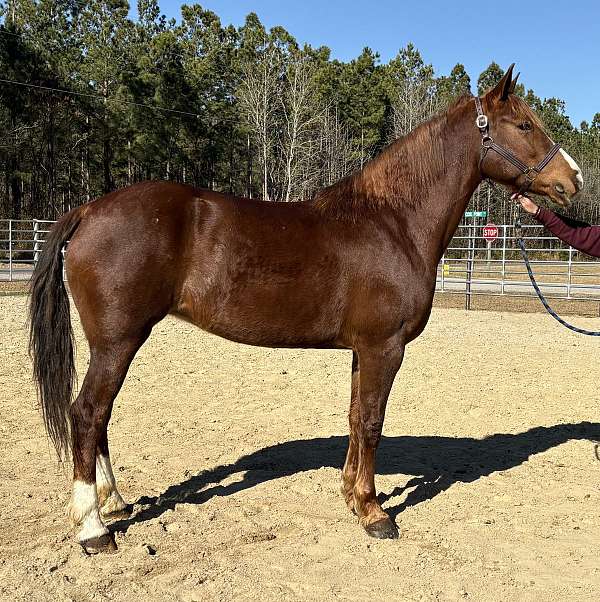 sorrel-draft-mare