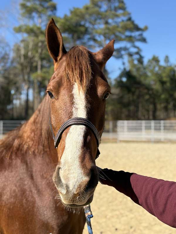 15-hand-draft-mare