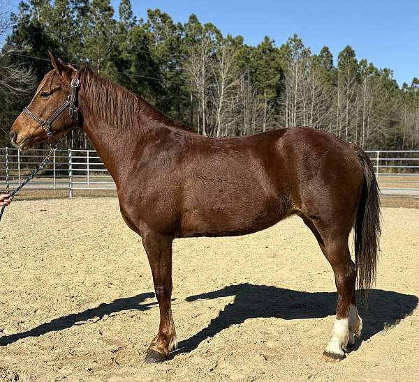 sorrel-mare-for-sale