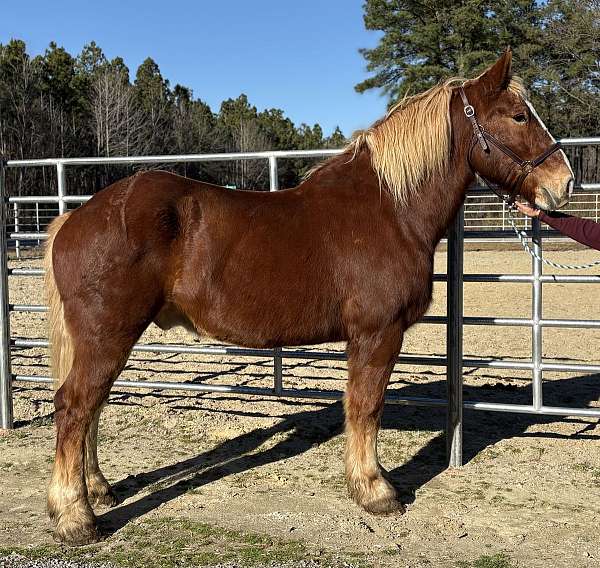 sorrel-belgian-gelding