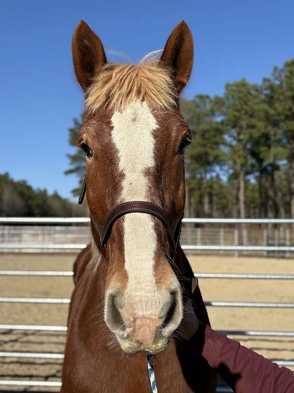 16-hand-belgian-gelding