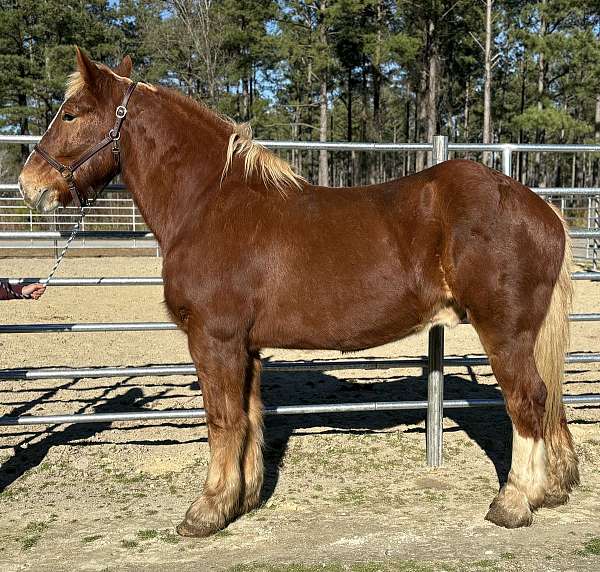 sorrel-gelding-for-sale