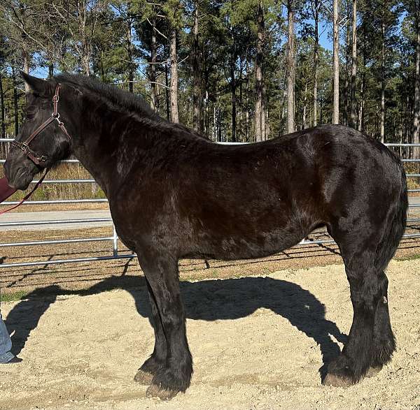 black-percheron-mare