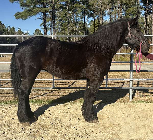 black-mare-for-sale