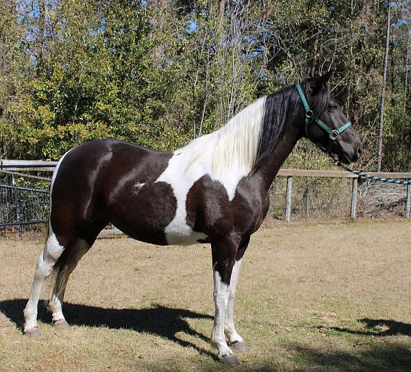 faint-star-black-white-horse