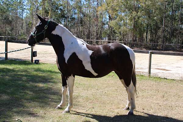 tobiano-faint-star-black-white-horse