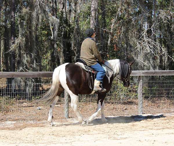 tennessee-walking-horse