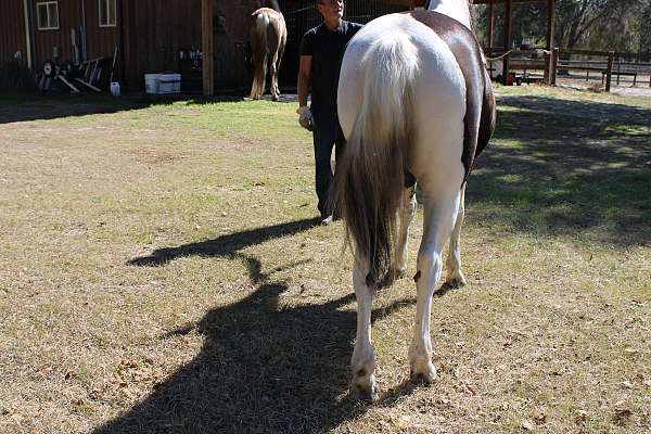 spotted-saddle-horse-tennessee-walking