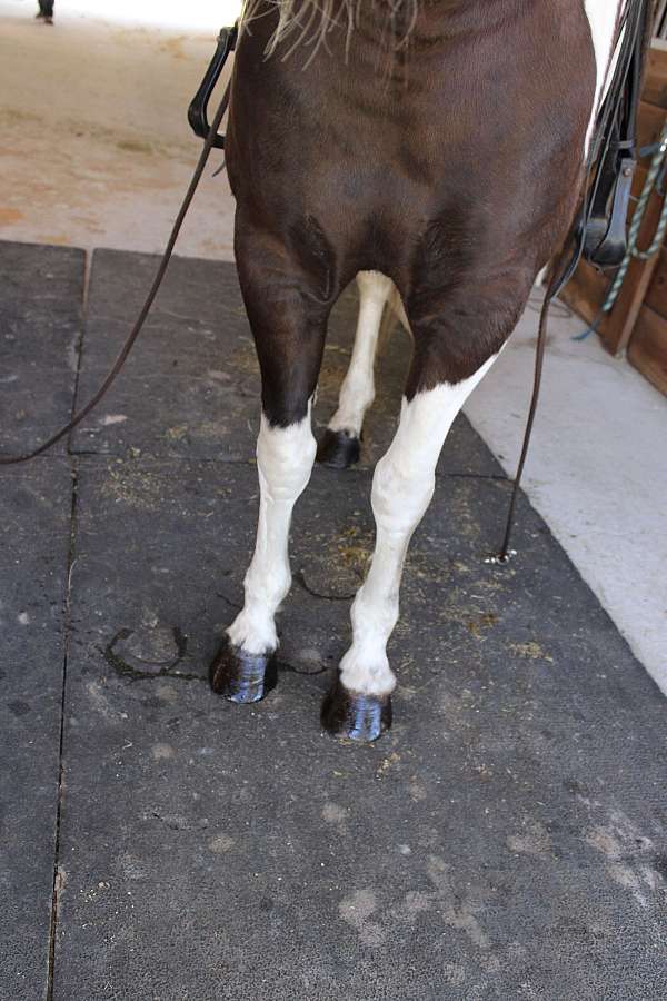 tobiano-tennessee-walking-horse