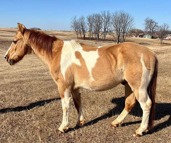 overo-calf-roping-pony