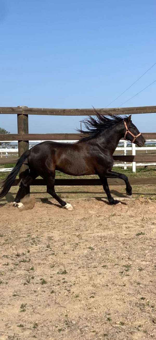 gifted-andalusian-horse