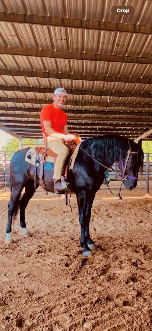 picasso-andalusian-horse