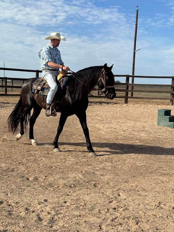 trainability-andalusian-horse