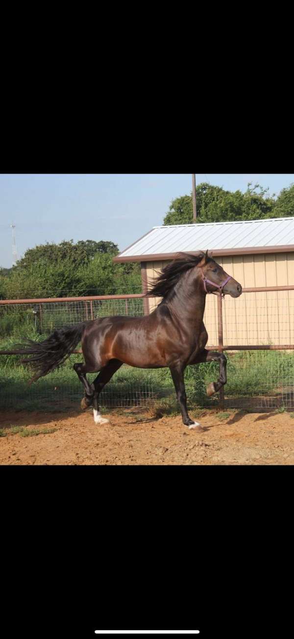 extreme-stallion