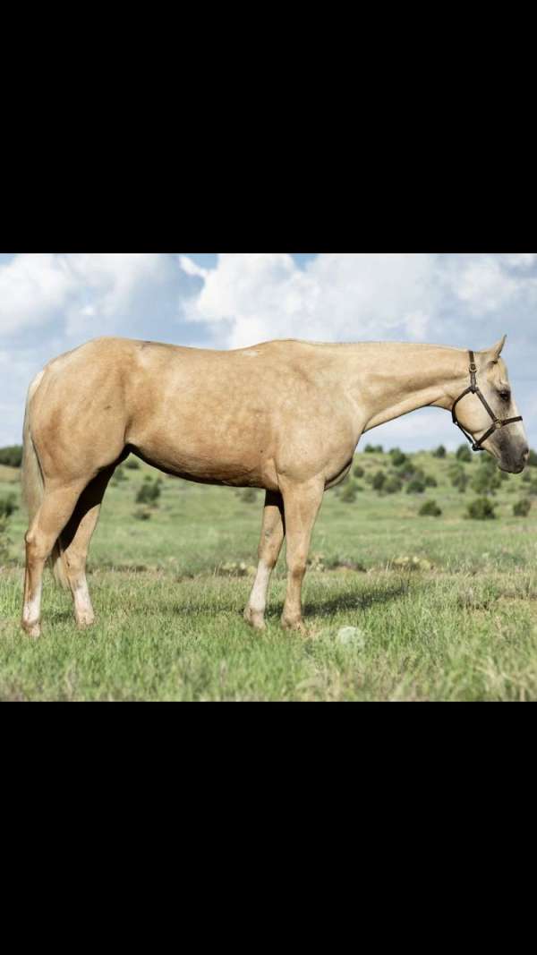 palomino-3-white-socks-blaze-horse