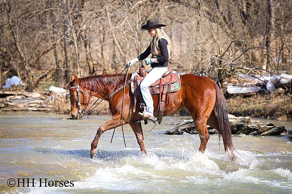 athletic-quarter-horse